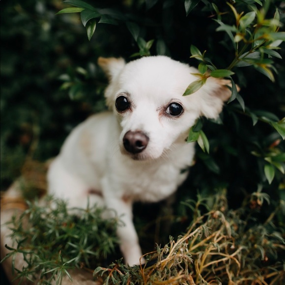 Meet your Posher, Cassandra - Picture 2 of 4